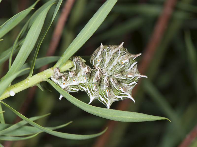 Apochima flabellaria su Euphorbia?